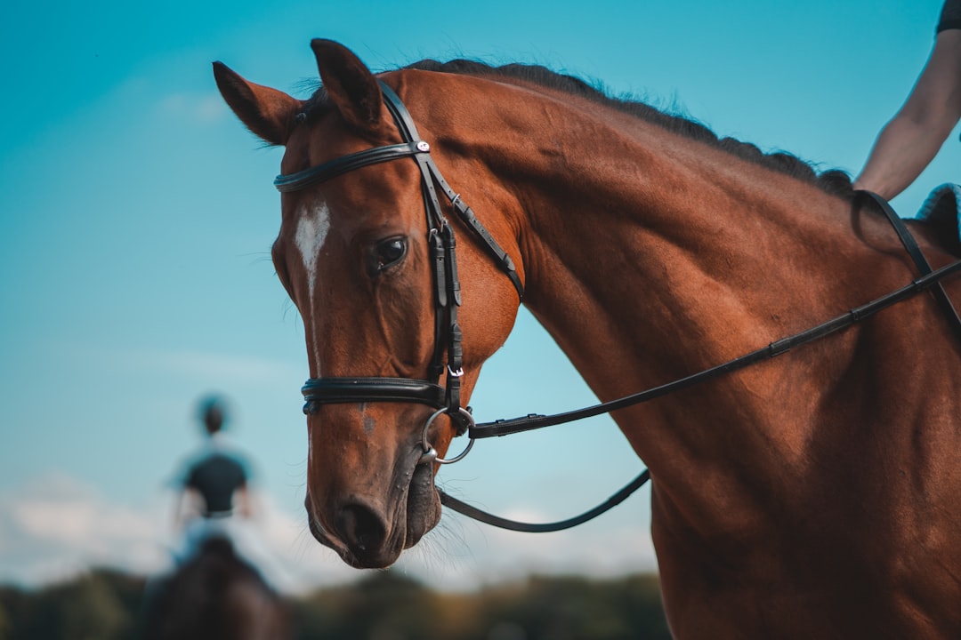 Photo Horse riding